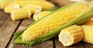 maíz historia cultivo variedades