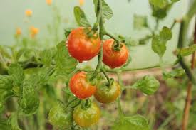 tomato gardener s delight