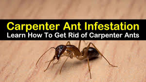 ingenious ways to get rid of carpenter ants