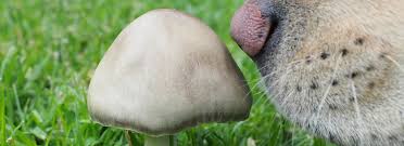 can dogs eat mushrooms learn what s