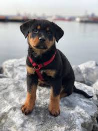 Puppy Growth Chart Olive Rottweiler Female