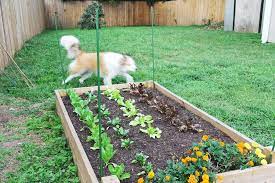 How To Keep Dogs Out Of Your Garden
