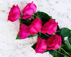 pink roses on dark background top