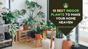 13 Best Indoor Plants To Make Your Home