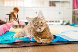 Ch is a condition where the cerebellum fails to develop correctly. What Is Cerebellar Hypoplasia In Cats Info Characteristics Excitedcats
