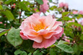 Il piccolo giardino di L.: La mia rosa Clair Matin: da normale rampicante  ad "alberello"