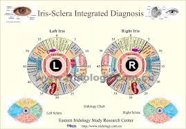 Eyes Connected To Organs Meaning Iridology Google Search