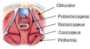 pelvic floor spasms azccpp