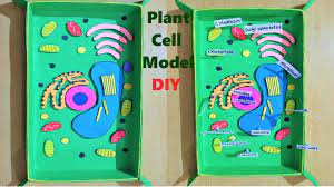 Paint the styrofoam and build the simpler structures, like the nucleus, out of clay. Plant Cell Model For School Science Fair Project Diy Howtofunda Youtube