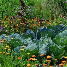 Texas Gardens The 10 Best Vegetables