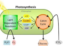 Photosynthesis Definition Equation