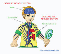 It gathers information from all over the body and coordinates activity. Nervous Systems Facts For Kids
