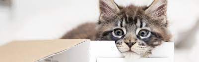Pics of the cutest kittens that will melt your heart. What Are The Cutest Cat Breeds Petfinder