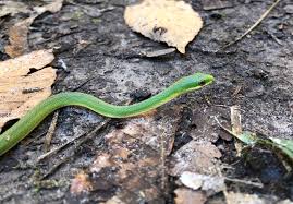 non venomous snakes big thicket