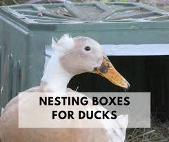 Nesting Boxes For Ducks How To Make