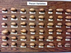 13 Best Pecan Appreciation Images Pecan Trees To Plant