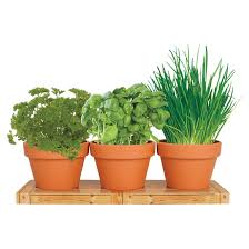 Totalgreen Indoor Kitchen Herb Trio