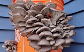 grow mushrooms easy in a 5 gallon