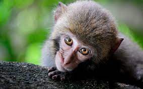100 cute monkey background s
