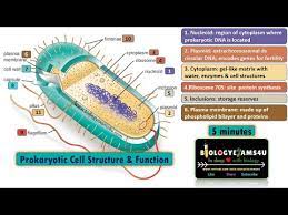 prokaryotic cell structure and function