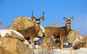 Mule Deer Montana Field Guide