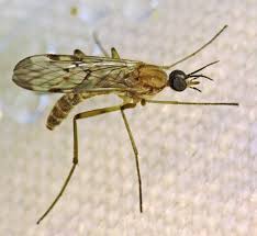 How To Get Rid Of Gnats Homeowner S