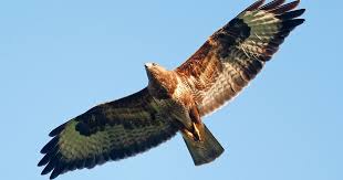 Image result for buzzard