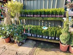 topiary hollybeck garden centre