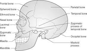 The axial skeleton includes the bones of the head, neck, chest and back. Bones Of The Head And Trunk Nurse Key