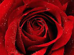 red rose wallpapers for