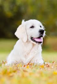 Best Food For Golden Retriever Puppy Dogs Top Tips And Reviews