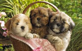 300 puppy wallpapers wallpapers com