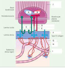 Basement Membrane Diagram Bolognia