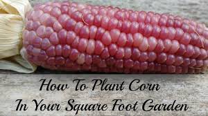 how to plant corn in a square foot