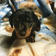 Even dapple dachshund puppies from the same litter can look entirely different. Mini Dapple Dachshund 11 Weeks For Sale In Milwaukee Wisconsin Classified Americanlisted Com
