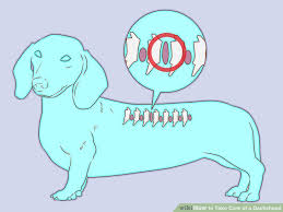 3 Ways To Take Care Of A Dachshund Wikihow