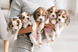 beagle puppies images browse 147 905