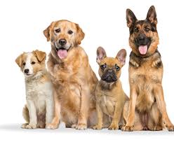 clostridium in dogs symptoms causes