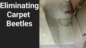eliminating carpet beetles in car