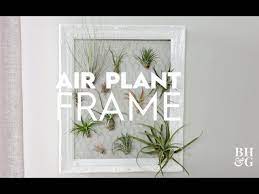 Air Plant Frame