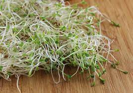alfalfa sprouts nutrition how to grow