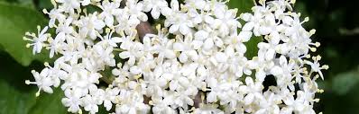 Ftd®, a premier provider of beautiful floral arrangements & flower bouquets since 1910. Ultimate Guide To Identifying Elderflower The Irish Kitchen