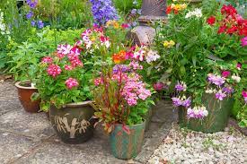 Plants For Containers Plants For A