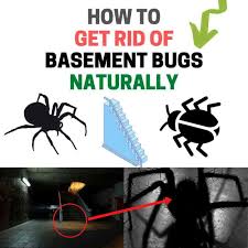 How To Get Rid Of Bugs In The Basement