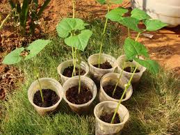 Growing Rajma Red Beans Organic Kitchen Gardening And My