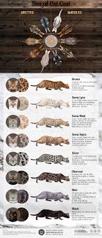 Some info about the genetics behind it too! A Visual Guide To Bengal Cat Colors Patterns Bengal Cat Facts Bengal Cat Bengal Kitten