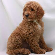 toy poodle breeder akc puppies for