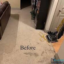 carpet cleaning services local carpet