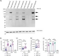low dose self lifying mrna covid 19