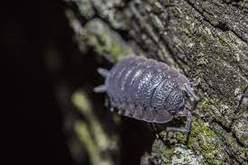 how to control woodlice in your home